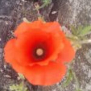 Profile photo of Justagirl