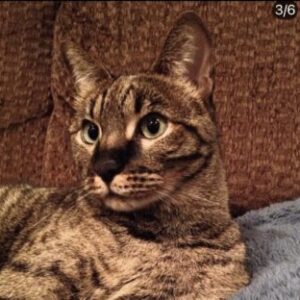 Profile photo of MK-